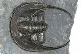 Enrolled Scotoharpes Trilobite - Boudib, Morocco #363012-3
